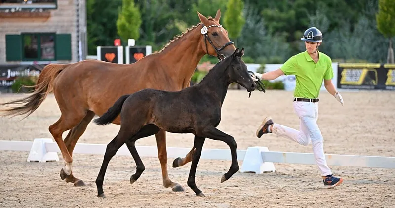 Chiemsee Pferdefestival 2026 – mehr als ein Reitturnier
