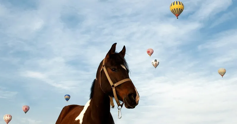Zweites Cappadocia Horse and Equestrian Culture Festival