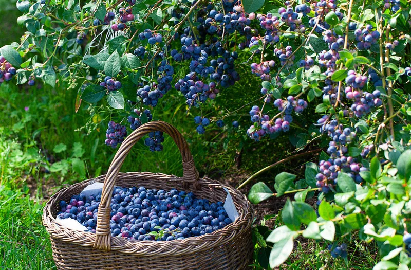 Heidelbeeren: Gesund, kalorienarm und vielseitig verwendbar