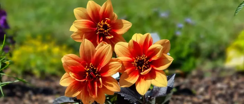 Kinder und Natur Erziehung zu Nachhaltigkeit und Umweltbewusstsein