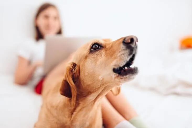 Work-From-Home Helper: What to Give Your Dog for Quiet, Independent Play