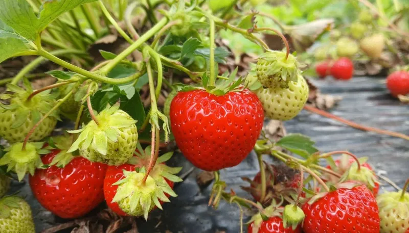 Why Are My Strawberries So Small? Advice from Pomona Fruits