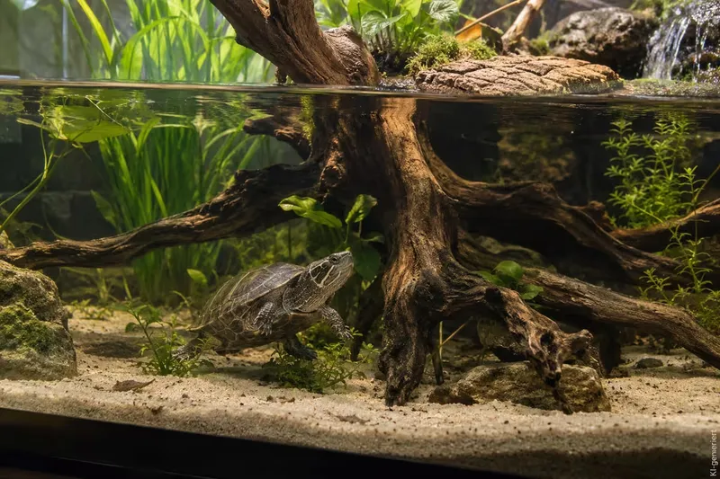Moschusschildkröten Aquarium: So baust Du das Becken richtig auf