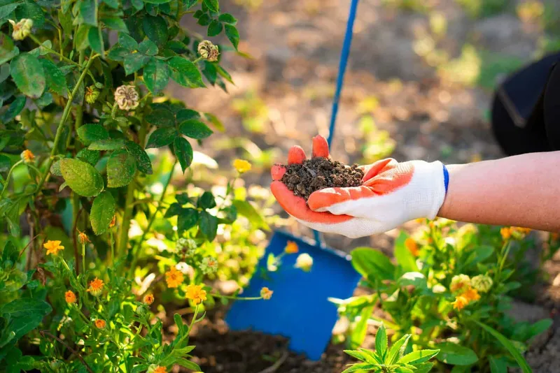 Garten im September: Was kann man jetzt noch pflanzen und säen?