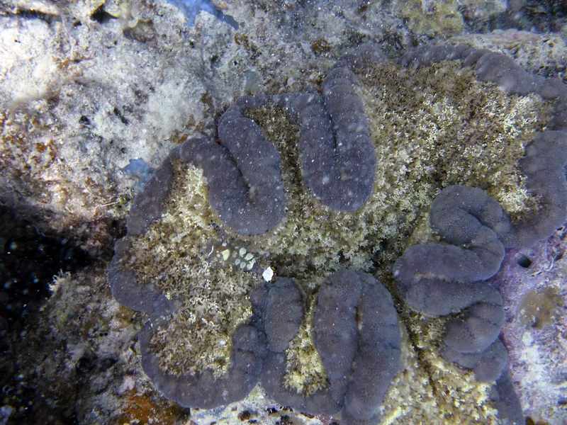 Tauchen im Roten Meer - Suchbilder