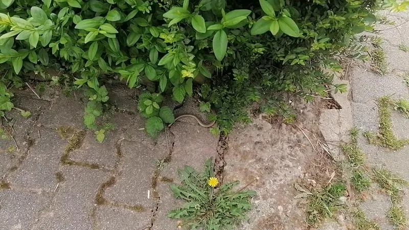 So eine falsche Schlange!