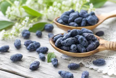 Kamtschatka-Beere MORENA – die vitaminreiche Superfrucht für Ihren Garten