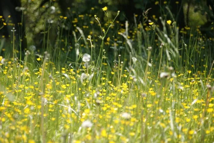 Was, wenn Allergie kein Zufall ist – das große Missverständnis des Immunsystems
