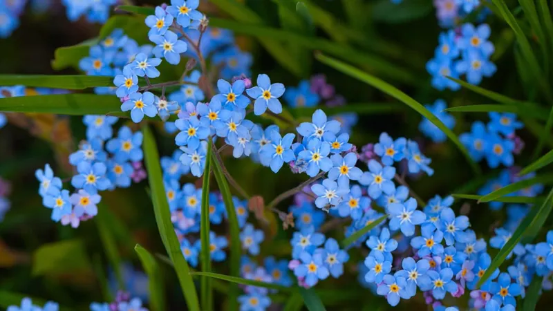 Blaue Blumen: 15 Arten mit Namen und Bildern