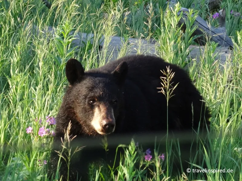 Yellowstone Nationalpark auf eigene Faust