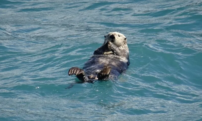 Kenai Fjords Nationalpark in Alaska: Wildlife und Gletscher