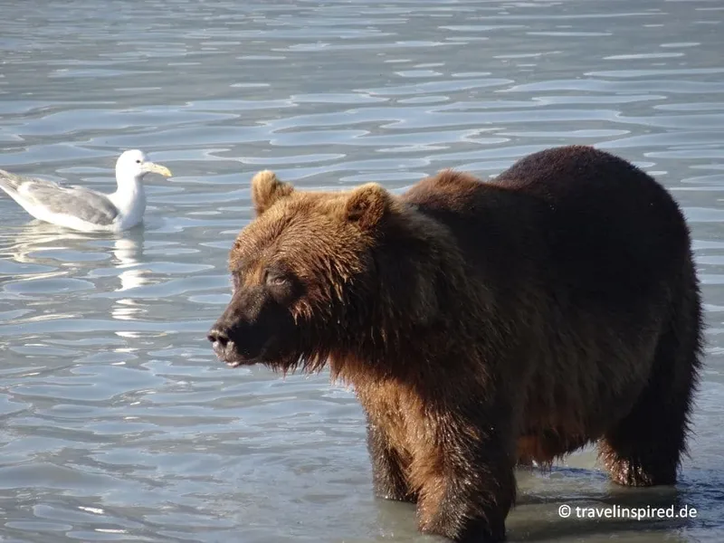 Valdez: Grizzlys, Seelöwen, Lachse und Weißkopfseeadler