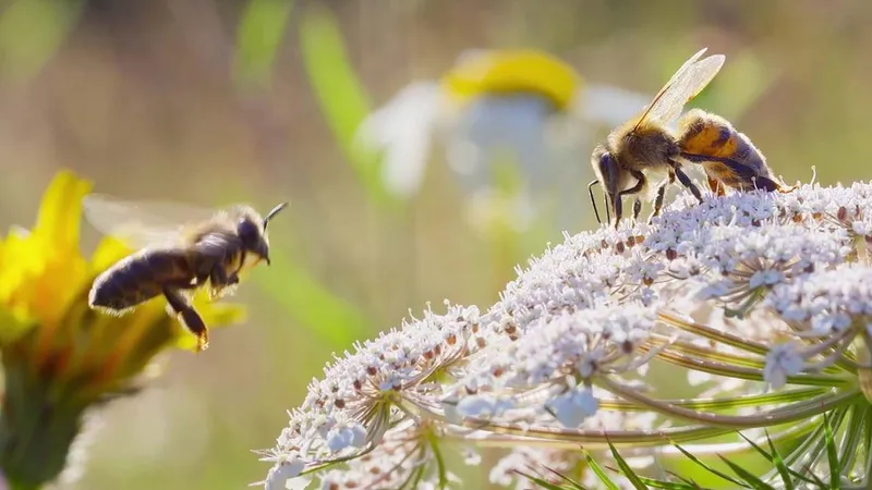 Secrets of the Bee Season 1 Release Date: The Buzzing Anticipation for Nat Geo’s Epic Bee Docuseries