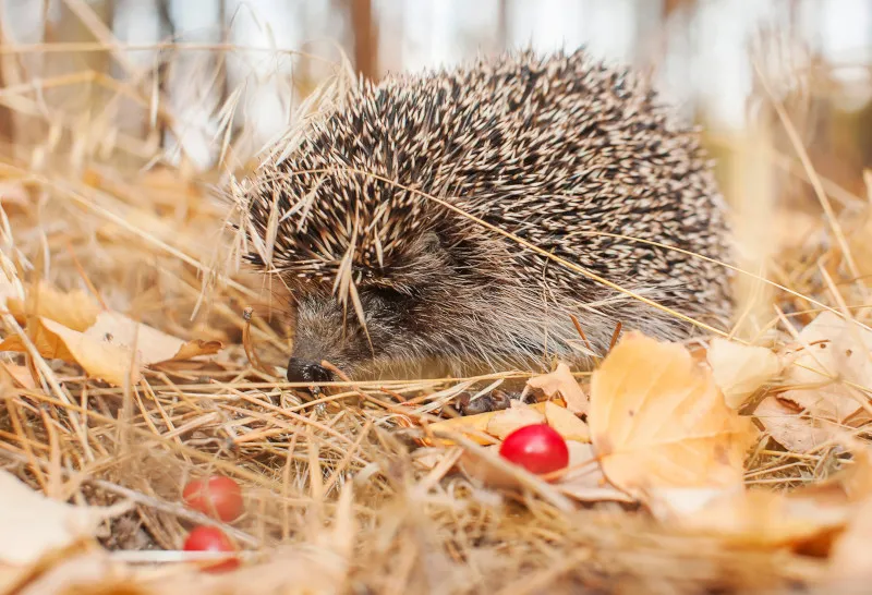 Wildtiere willkommen: den Garten in jeder Jahreszeit für Besucher vorbereiten