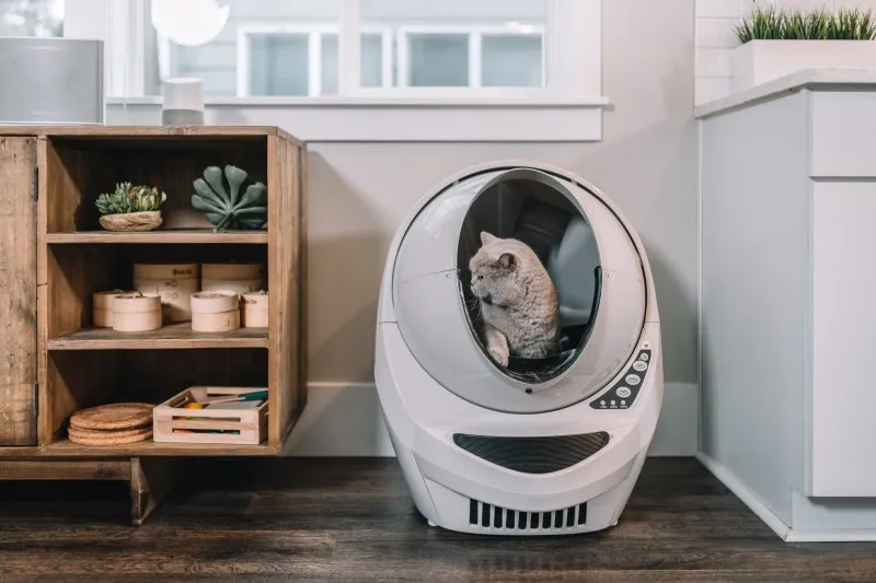 Selbstreinigende Katzentoilette: Test, Vergleich und Kaufratgeber