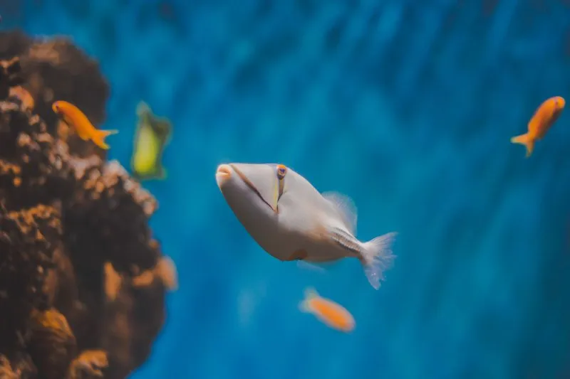 Aquarium-Heizung: Test, Vergleich und Kaufratgeber