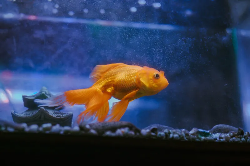 Die 9 besten Goldfischfutter: Test, Vergleich und Kaufratgeber