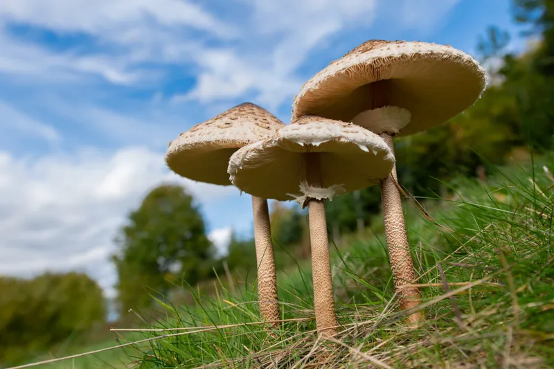 Ist die Pilzsaison noch zu retten?