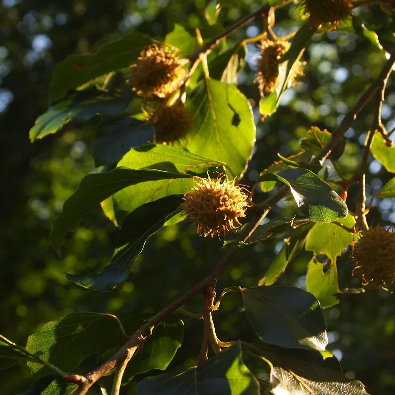 Schätze des Waldes – Bucheckern sammeln