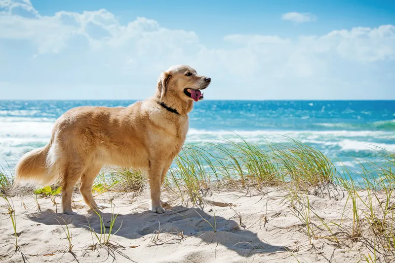 Die hundefreundlichsten Nordseeinseln – Ein Vergleich der besten Reiseziele für Mensch und Tier
