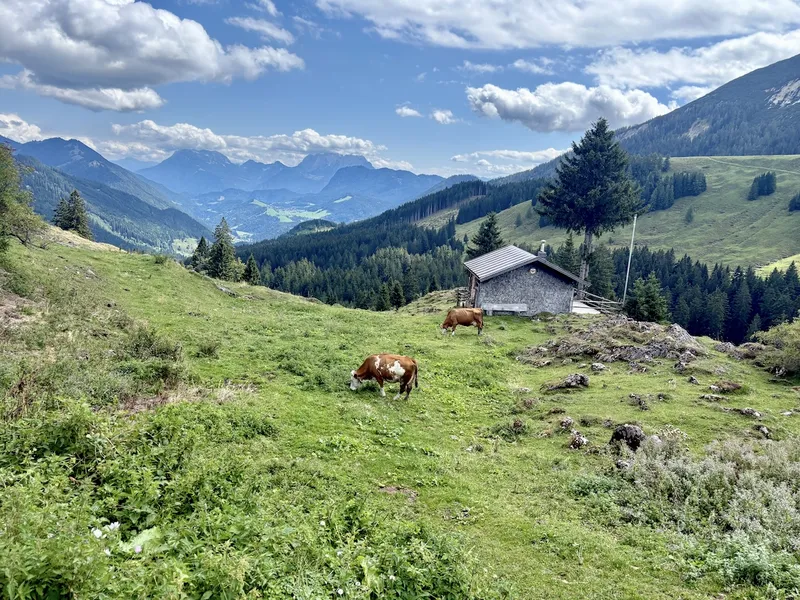 Entdecken Sie die besten BIO-Käsesorten der Ackernalm