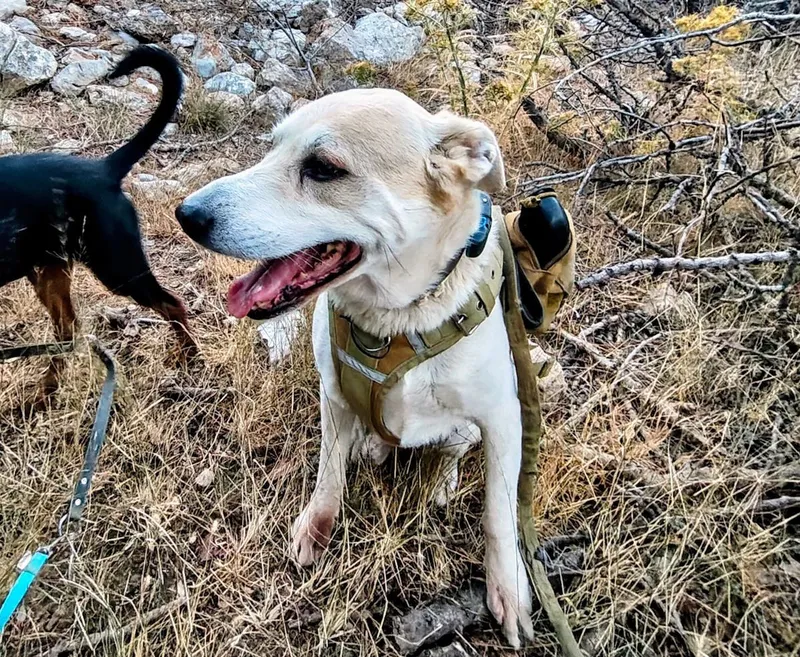 Welche Bandagen stabilisieren Hunde-Gelenke am besten?