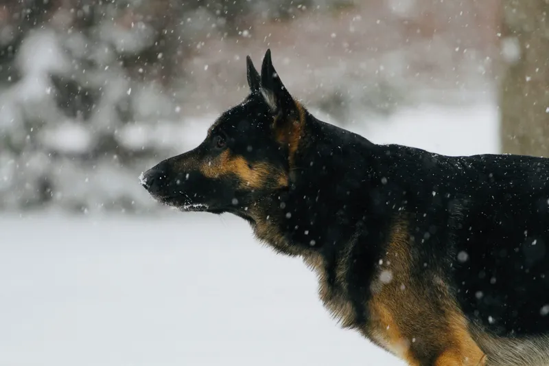 Der Deutsche Schäferhund als Familienhund
