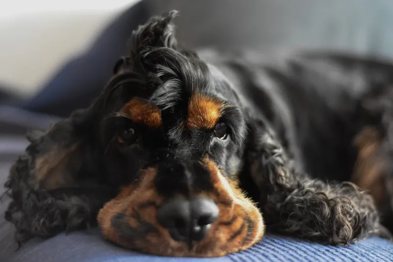 Dürfen Hunde Schmalz essen? | Barfen
