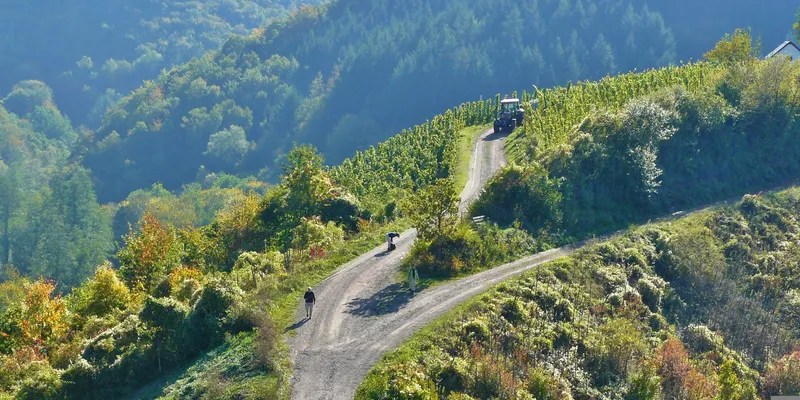 ADFC-Ranking 2026: Zwei der schönsten Radwege Deutschlands führen durch Franken