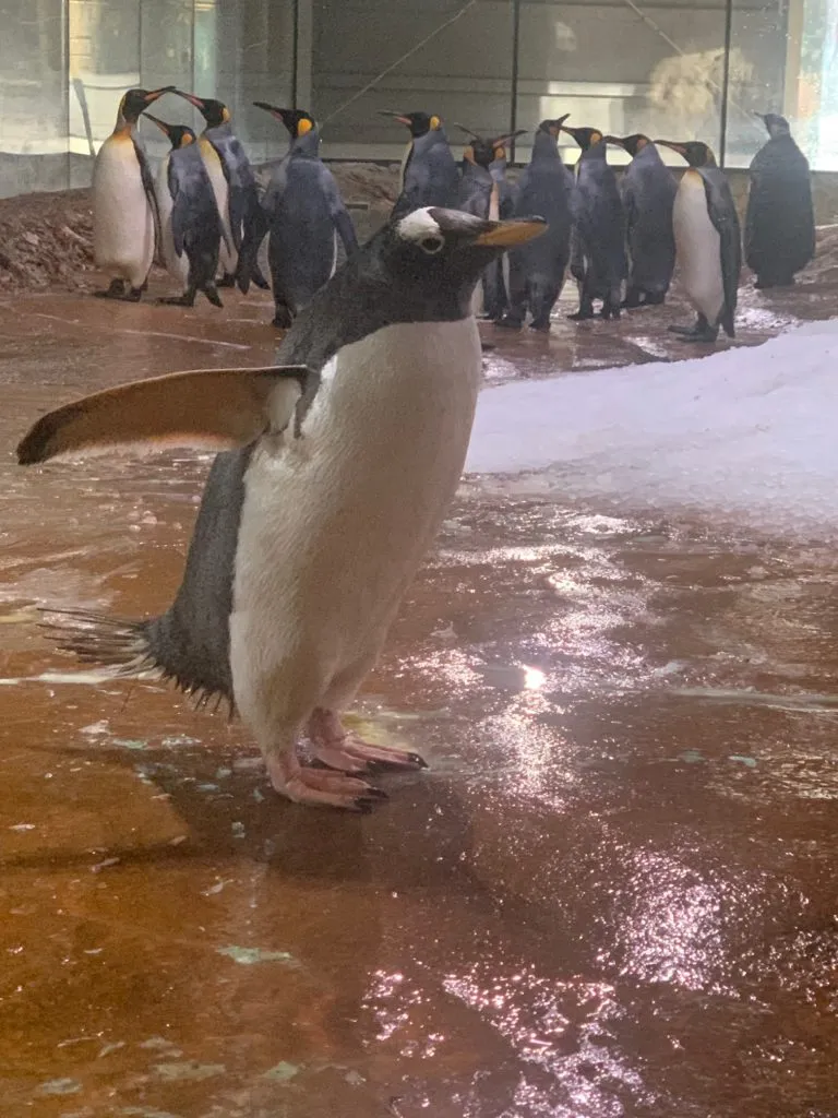 Zoo Wuppertal: Königs- und Eselspinguine