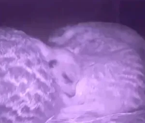Webcam Fauna #4 Erdmännchen innen II