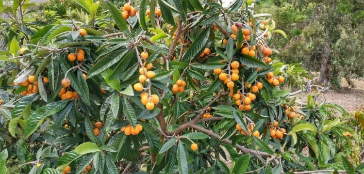 Loquat-Frucht (Nispero-Frucht) in Spanien