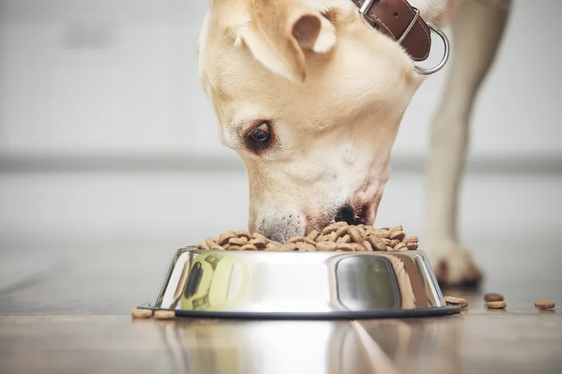 Trockenfutter für den Hund: Worauf Hundehalter bei der Auswahl achten sollten