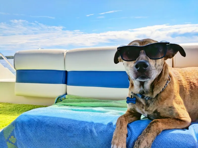 Hunde-Kühlmatten: Test, Vergleich und Kaufratgeber