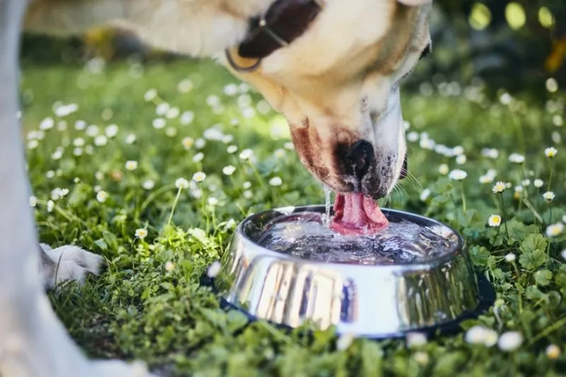 Hunde-Trinkbrunnen: Test, Vergleich und Kaufratgeber