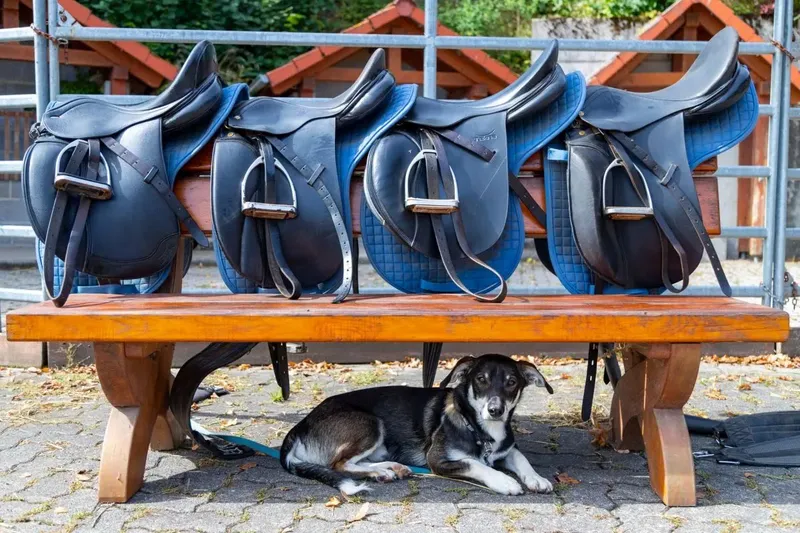 Urlaub mit dem eigenen Pferd? Wie funktioniert dieser Traum?