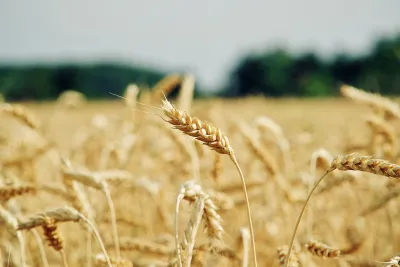Nachhaltige Landwirtschaft in Weddingstedt