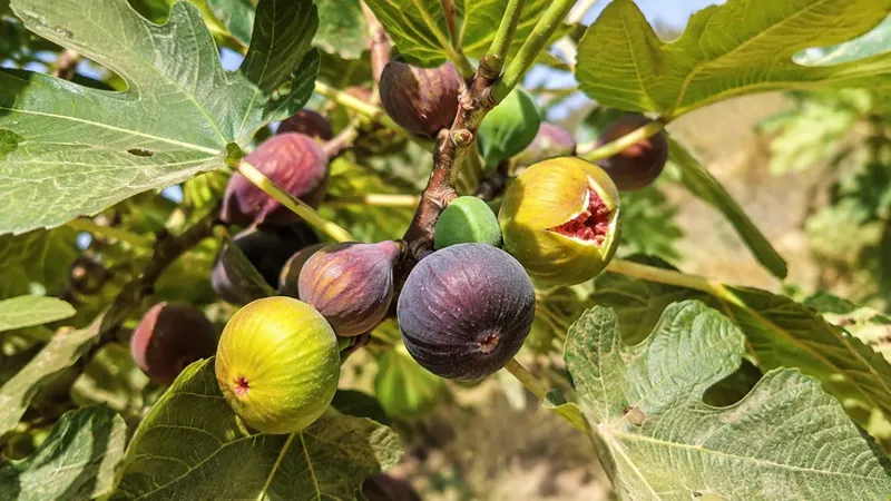 Granatapfel und Feigen: Zyperns Herbstfrüchte