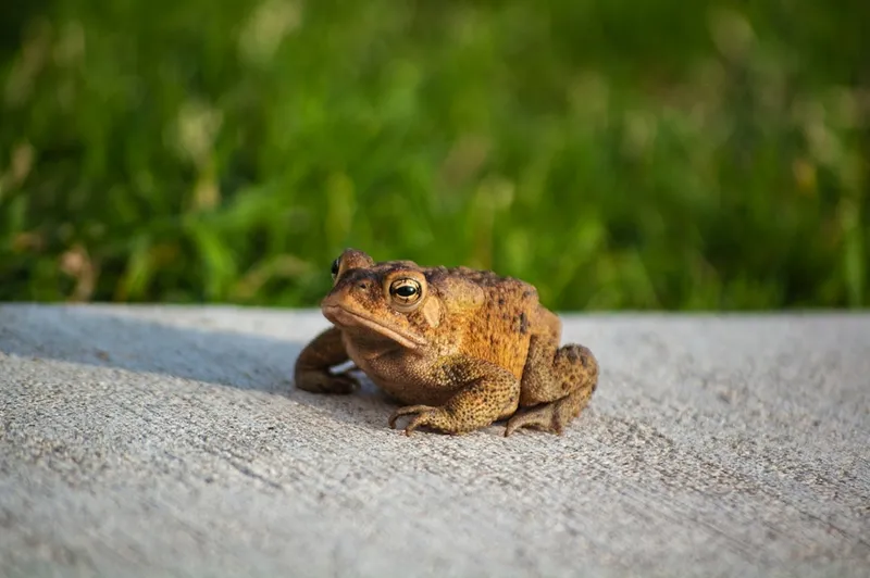 Bruine kikker in de tuin: wat je ziet, en wat je voor hem kunt doen