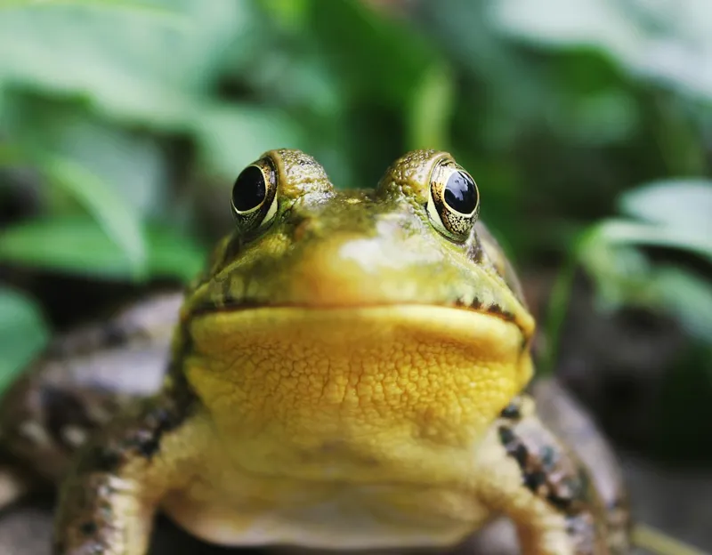 Giftige kikkers: welke soorten zijn gevaarlijk en hoe werkt hun gif?