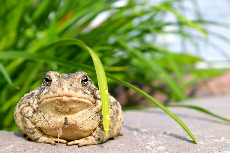 De grootste kikker ter wereld: zwaar, slim en verrassend zorgzaam