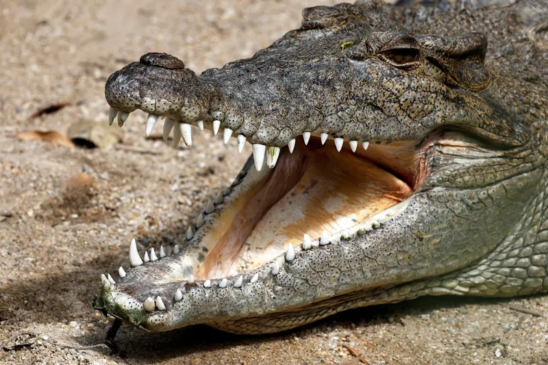 Zoutwater krokodil: de grootste reptielen ter wereld