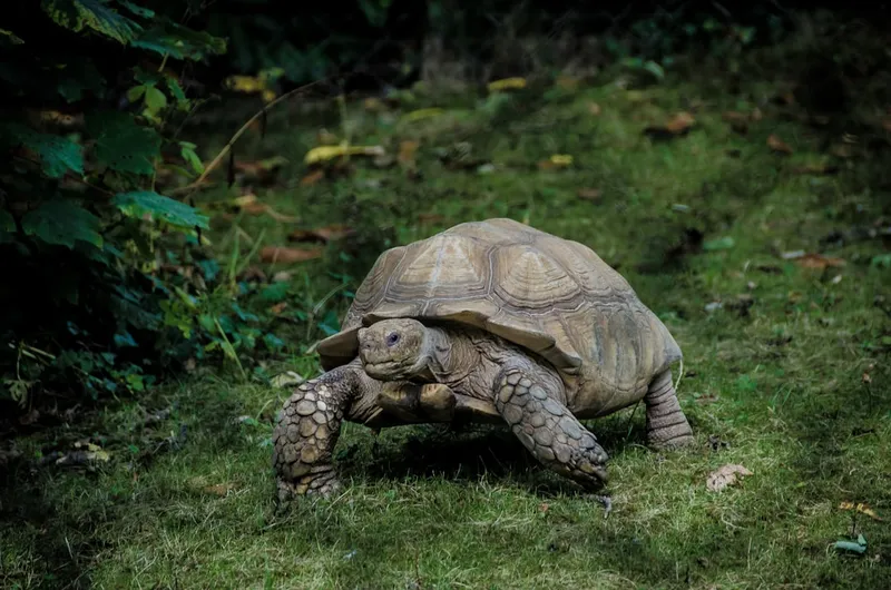 Oudste schildpad ter wereld: alles over Jonathan en zijn recordleeftijd