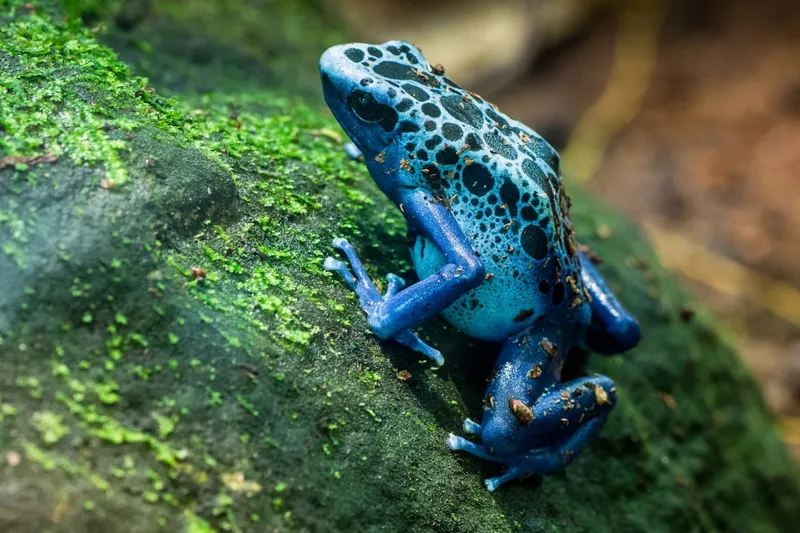 De giftigste kikker ter wereld: alles over de Phyllobates terribilis