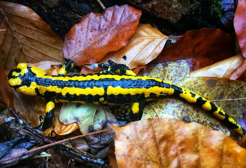 Fire salamander: alles wat je moet weten over deze opvallende salamander