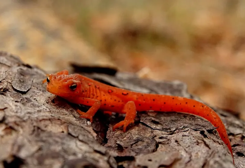 Salamander in de vijver: wat je moet weten over gedrag en seizoenen