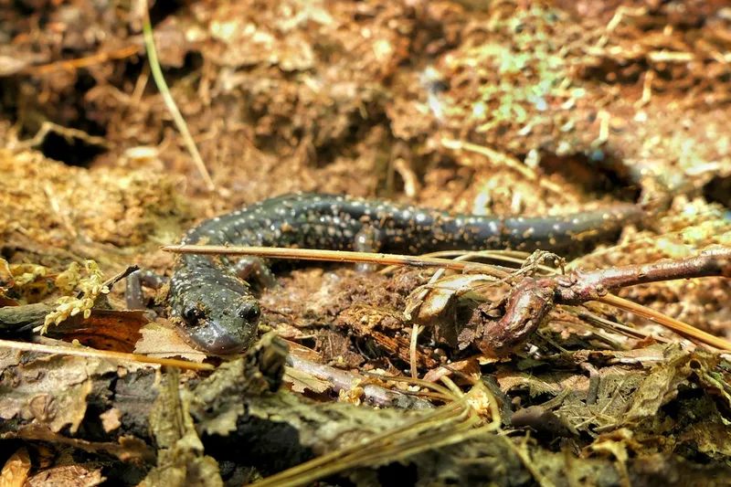 Baby salamander verzorgen: wat je moet weten