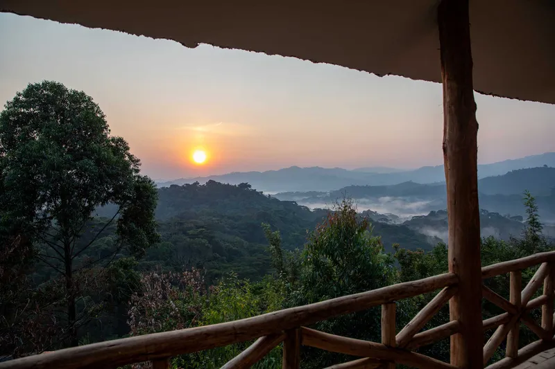 Gorilla Trekking in Bwindi, Uganda – Berggorillas hautnah