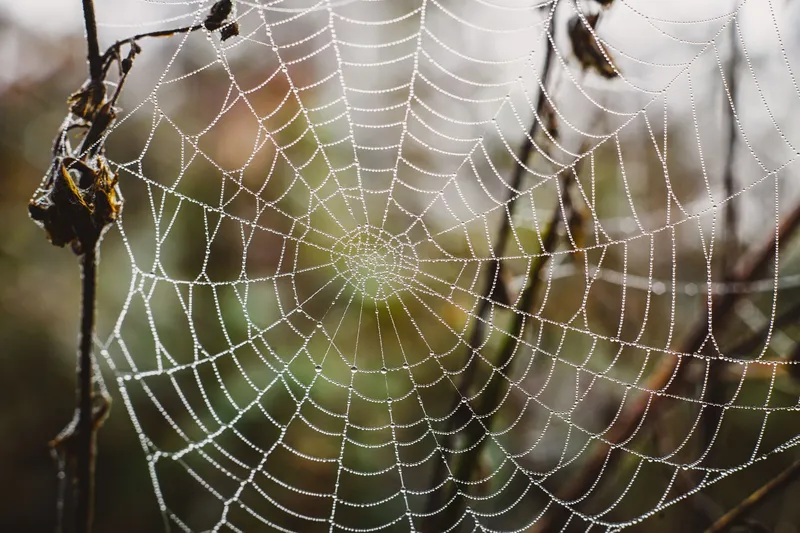 Makrofotografie: So gelingen scharfe Nahaufnahmen