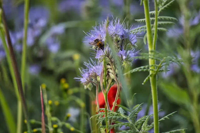 Insektensterben: Warum Bestäuber unverzichtbar sind